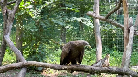 Two white-tailed eagles in a cage Stock-Footage 247342586