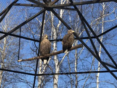 Two white-tailed eagles, in a cage Stock Photos
