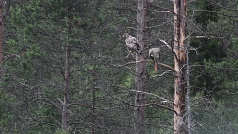 Two white-tailed eagles eating a fish on a branch, other one dives for more Stock Footage 213042983