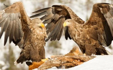 Two White-tailed eagles fighting while feeding Stock Photos
