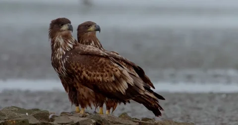 Two White Tailed Eagles Haliaeetus Albicilla Stock Footage 217423696