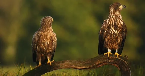 Two White-tailed Eagles, Sea Eagles on branch. Wildlife video 4k. Stock Footage 162411059