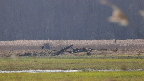 Two white-tailed eagles on a wetland, 4K slomo Stock Footage 176249353