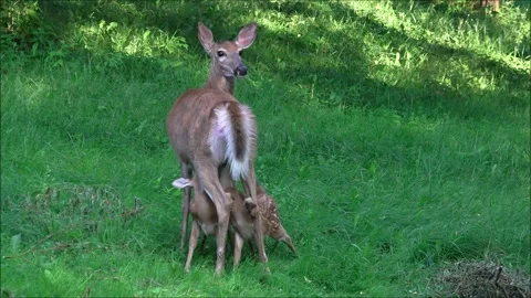 Two White Tailed Fawns Nursing Stock Footage 314125353