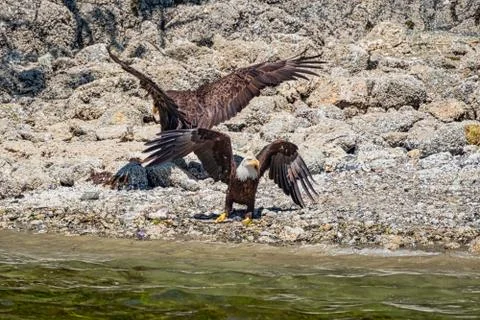 Two white-tailed sea eagles, standing on the stone-strewn beach, they stretch Stock Photos
