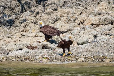 Two white-tailed sea eagles, standing on the stone-strewn beach, Vancouver Stock Photos