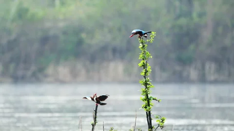 Two White throated Kingfishers displaying on a perch in Thailand Stockbeeldmateriaal 268408065