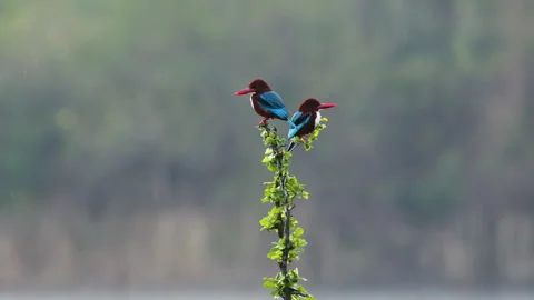 Two White Throated Kingfishers on perch, Thailand Stockbeeldmateriaal 268410450