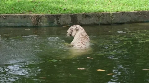Two white tigers interacting in water with tail splash in enclosure Stock Footage 339793847