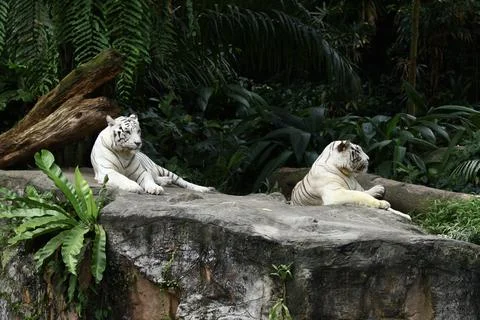 Two white tigers Stock Photos