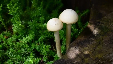 Two white toadstools Stock Footage 110845367