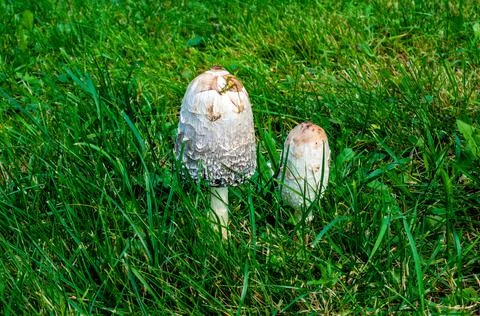 Two white toadstools in green grass Stock Photos