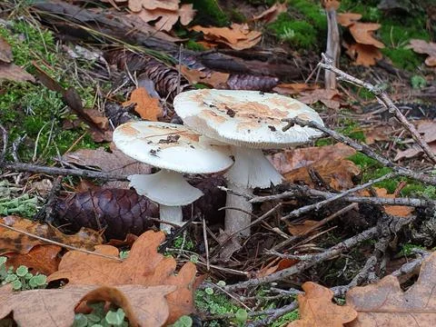 Two white toadstools growing in the autumn forest Stock Photos