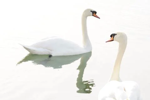 Two white in too light... Stock Photos