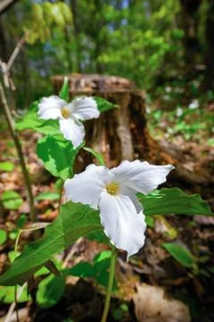 Two White Trilliums Stock Photos