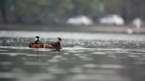 Two white-tufted grebe (Rollandia rolland), swimming and cleaning themselves Stock Footage 157181105