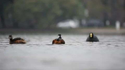 Two white-tufted grebe (Rollandia rolland), swimming and cleaning themselves Stock Footage 157181106