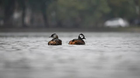 Two white-tufted grebe (Rollandia rolland), swimming and cleaning themselves Video stock 157181138