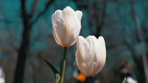 Two White Tulips Blooming in Spring Park Against Blurred Background Stock Footage 339070548