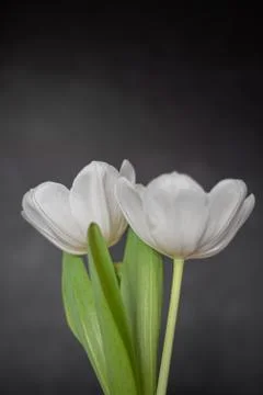Two white tulips Stock Photos