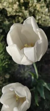 Two white tulips Stock Photos