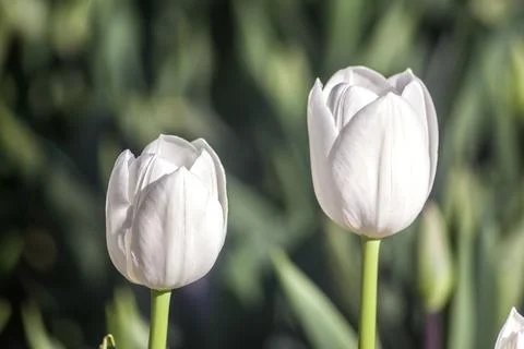 Two white tulips Stock Photos