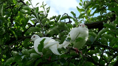 Two white turtle doves sitting on tree branch in 4K VIDEO. Stock Footage 144770869