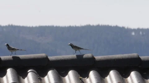 Two White Wagtail Running on Tile House Roof, Tracking Shot Vídeos de archivo 243894058