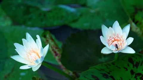 Two White Water Lilies with a Bee Carrying Pollen Stock-Footage 343603483
