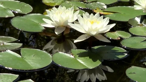 Two white water lilies Stock Footage 319347435