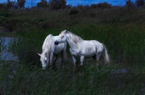 Two white wild horses Stock Photos