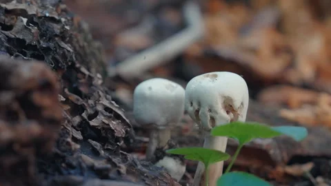Two White Wild Mushrooms Growing on Rotting Fallen Log in Forest | Slow Motion Stock Footage 336695661