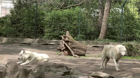 Two white wolfs Video stock 37770422