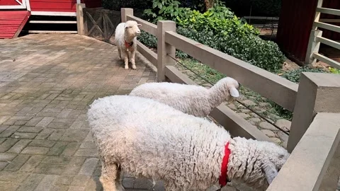 Two White Woolly Sheep Exploring Paved Farm Yard Stock Footage 339636307