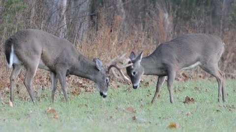 Two whitetail deer bucks fighting Stock Footage