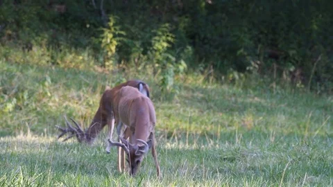 Two whitetail deer bucks graze in a field Stock Footage