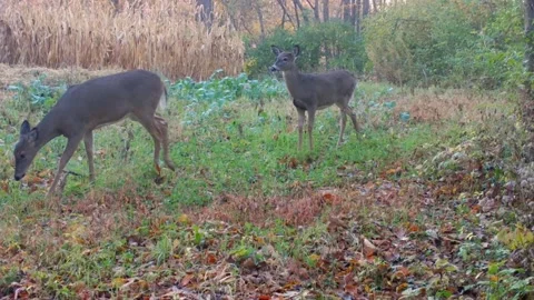 Two whitetail deer cautiously walking and sniffing a food plot near a corn Stock Footage 230880977