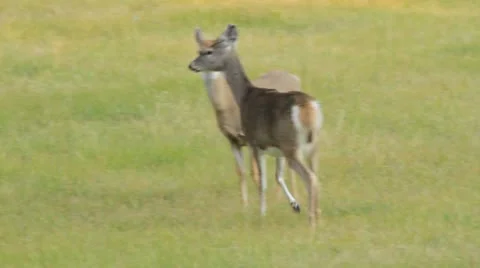 Two Whitetail deer does become alert and in direction of camera. Video stock 8848623