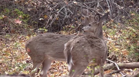 Two whitetail deer does closeup Video stock 56535516