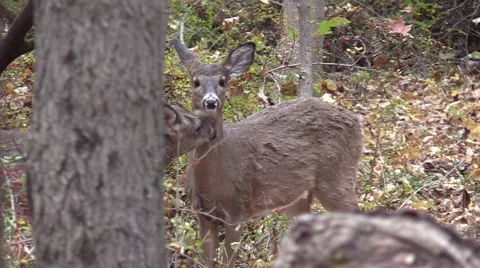 Two whitetail deer does grooming closeup Video stock 56535541