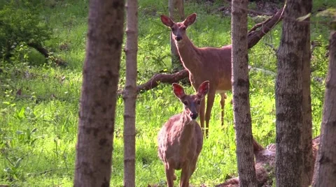 Two Whitetail deer does standing in green grass in forest Stock Footage 58957021