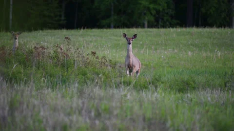 Two Whitetail Deer walk through a meadow at dusk. Vídeos de archivo 39075365