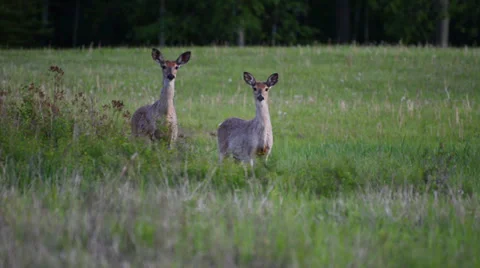 Two Whitetail Deer walk through a meadow at dusk Vídeos de archivo 39076700