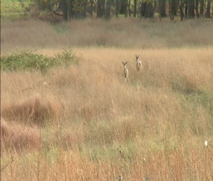 Two Whitetail Does Stock Footage 547482