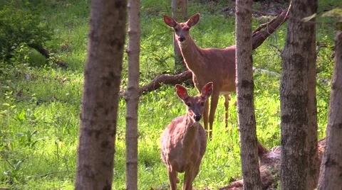 Two whitetail does in forest nature wildlife Stock Footage 50143891
