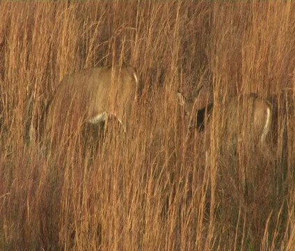 Two Whitetail Does NTSC Stock Footage 555284
