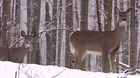 Two whitetail does in winter Stock Footage 60634208