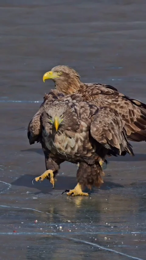 Two whitetailed eagles standing on frozen ice Stock Footage 336033546