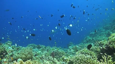 Two whitetip reef sharks at the edge of a coral reef. Stock Footage 51830637