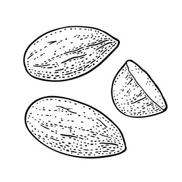 Two whole and one half one half almonds nuts without shell. Vector vintage en Illustration